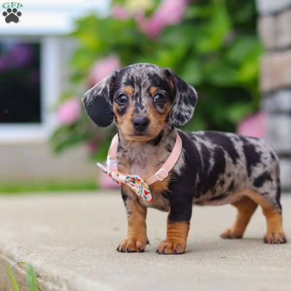 Greta, Dachshund Puppy